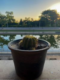 Close-up of potted cactus plant on retaining wall