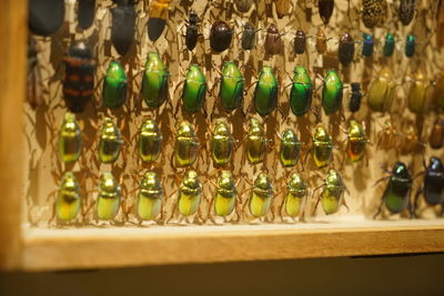 Close-up of glass bottles hanging in shelf