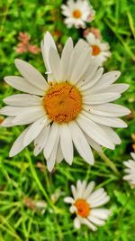 Close-up of daisy flower