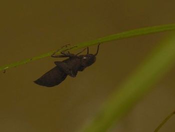 Close-up of insect