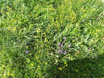 Plants growing on field