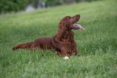 Dog with mouth open sitting on grassy field