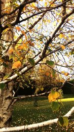 Yellow flowers growing on tree