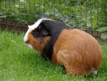 Guinea pig on grass by fence