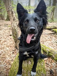 Portrait of black dog standing on land