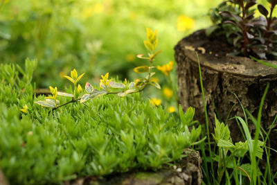 Close-up of yellow flowers growing on field