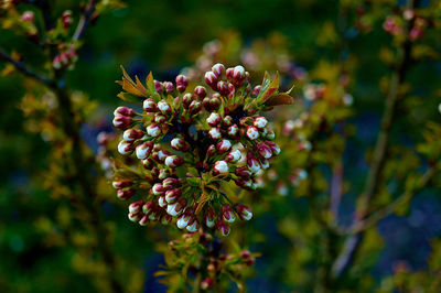 Close-up of purple flowering plant in park