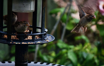 Close-up of bird perching on feeder