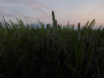 Close-up of grass growing on field against sky