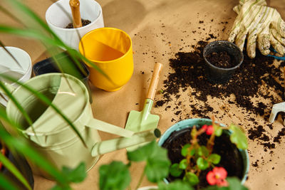 High angle view of potted plant