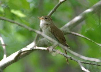 Bird perching on a branch