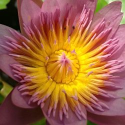 Close-up of pink flower