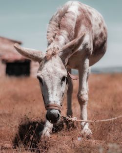 Horse standing on field