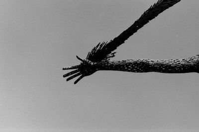 Low angle view of insect against sky