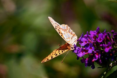 Close-up of butterfly pollinating on purple flower