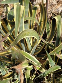 High angle view of succulent plant on field