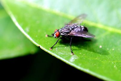 Close-up of fly on leaf