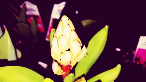 Close-up of yellow flowering plant