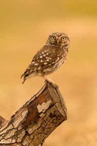 Low angle view of owl perching on branch