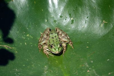 High angle view of frog swimming in lake