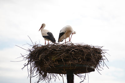 Low angle view of bird perching on nest