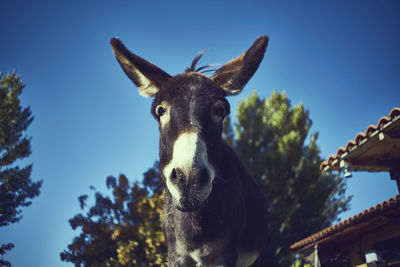 Close-up portrait of a horse against clear blue sky