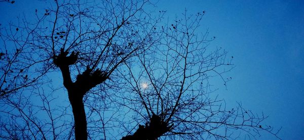 Low angle view of silhouette bare tree against blue sky