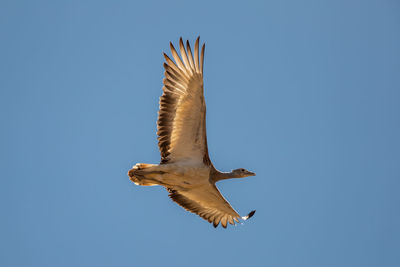 Low angle view of eagle flying against clear blue sky