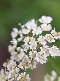 Close-up of white flowers