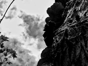 Low angle view of trees against sky