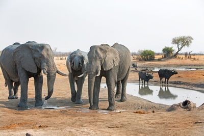 African elephants and buffalos drinking water from pond against clear sky