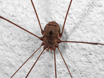 Close-up of spider