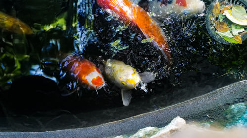 Close-up of koi carps swimming in sea