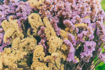 Close-up of pink flowering plants