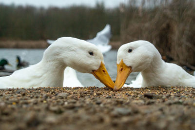 Close-up of birds eating