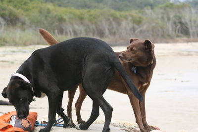 Dogs greeting