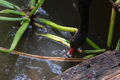 Close-up of bird