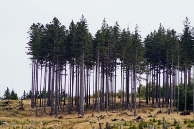 Low angle view of trees on landscape against sky