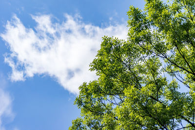 Low angle view of tree against sky