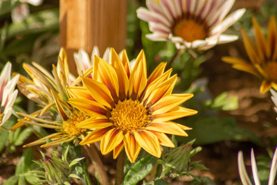 Close-up of yellow flowering plants