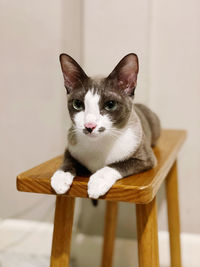 Portrait of cat sitting on chair