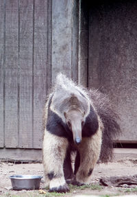 Large anteater in a zoo