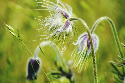 Close-up of flowers against blurred background