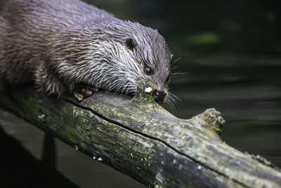 Close-up of animal head