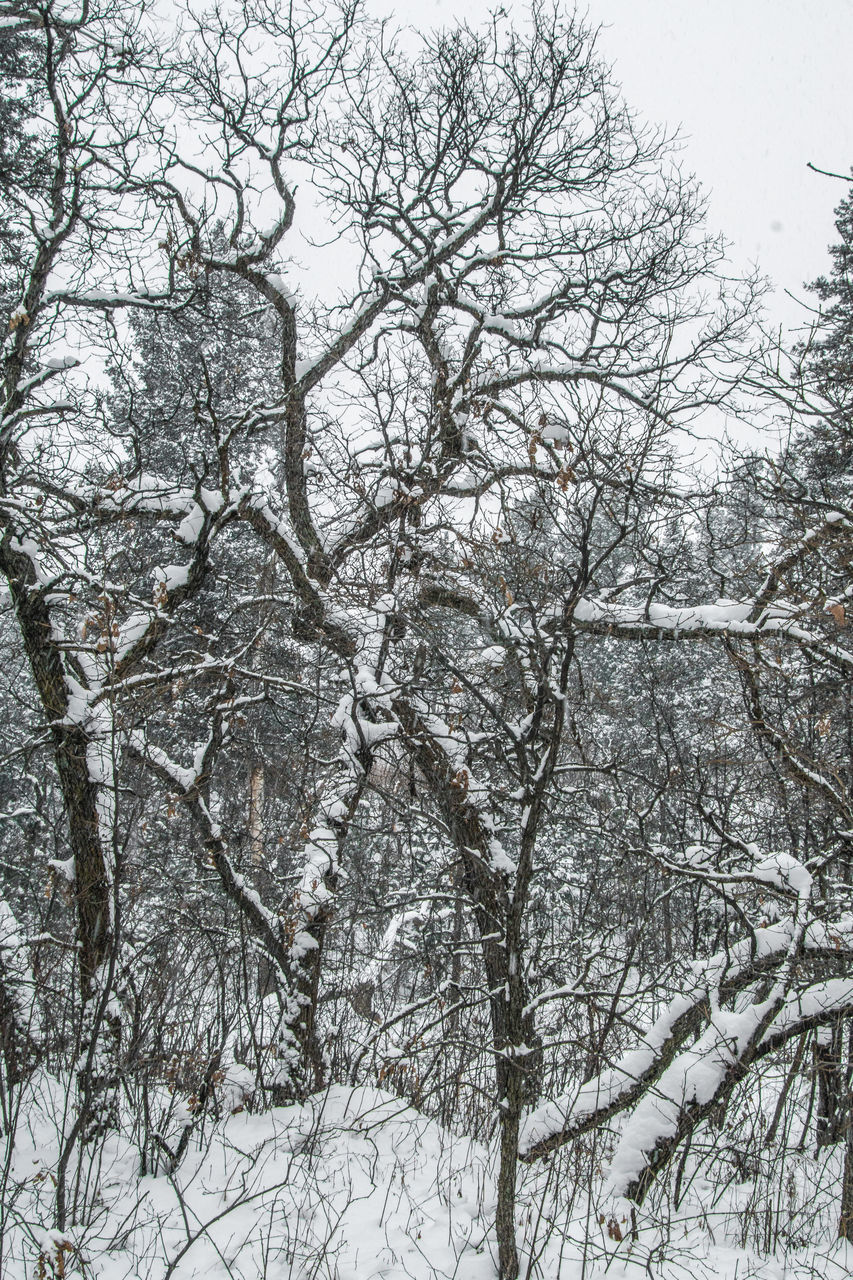 LOW ANGLE VIEW OF SNOW COVERED BARE TREE AGAINST SKY