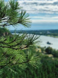 Close-up of plant against sky
