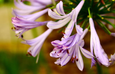 Close-up of purple flowers