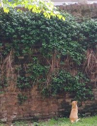 Plants growing on tree trunk