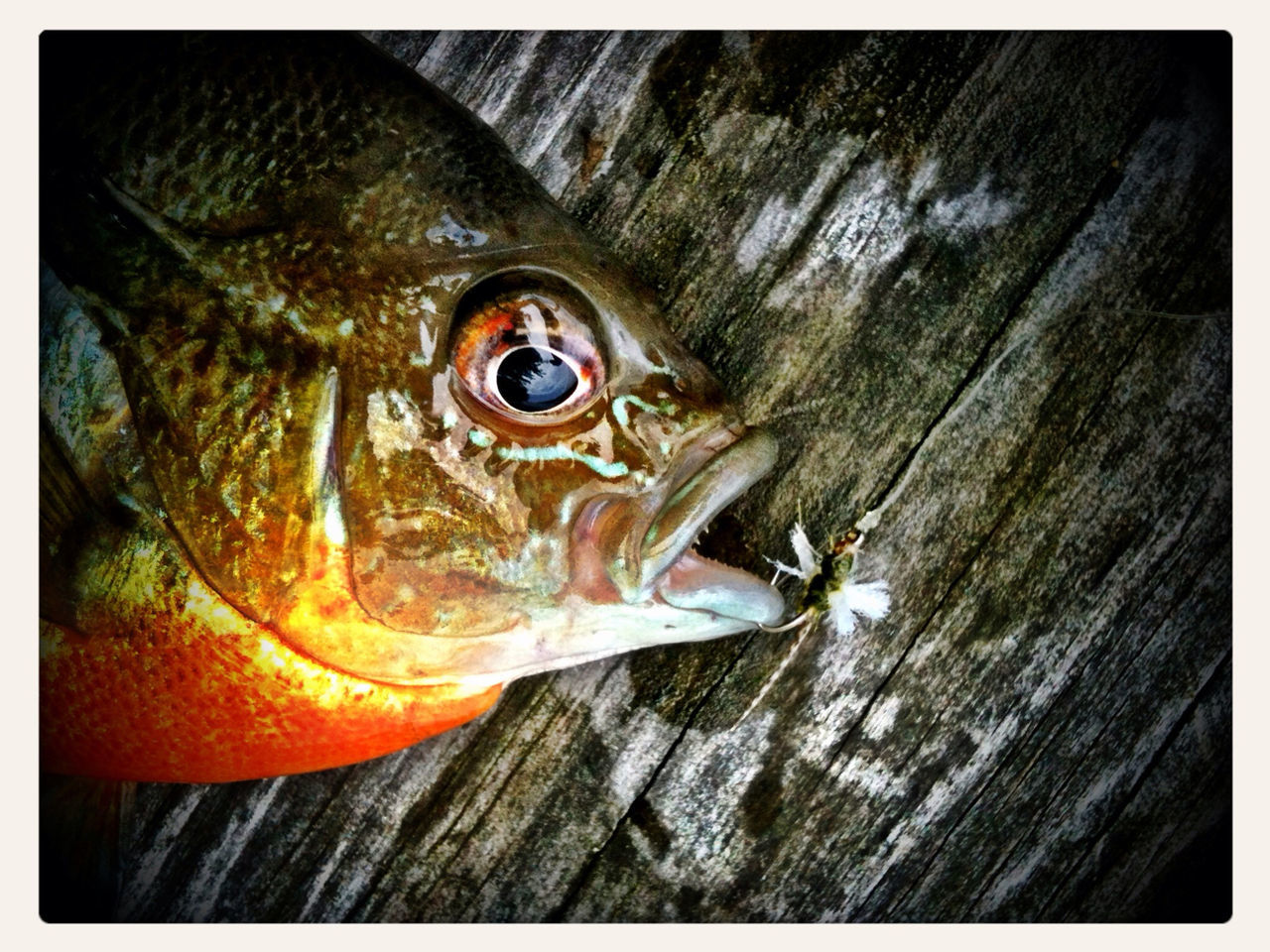 animal themes, close-up, transfer print, one animal, wildlife, animals in the wild, auto post production filter, wood - material, indoors, textured, high angle view, no people, snail, wood, fish, day, selective focus, detail, frog, nature