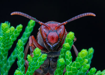 Close-up of paper wasp